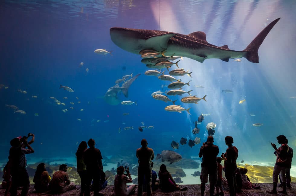 Boardwalk Resort Vacations highlights the Georgia Aquarium as one of Atlanta’s best-known visitor attractions.
